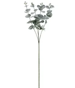 Eucalyptus gren, 60 cm