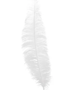 Hvide strudsefjer 35-45 cm, 12 stk