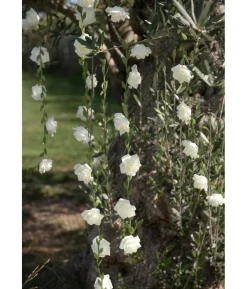 Hvid rose guirlande, 120 cm