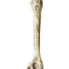 Knogle