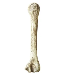 Knogle
