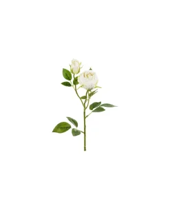 Lys creme rose, 1 stk