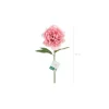 Rosa Bonderose, 1 stk