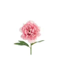 Rosa Bonderose, 1 stk